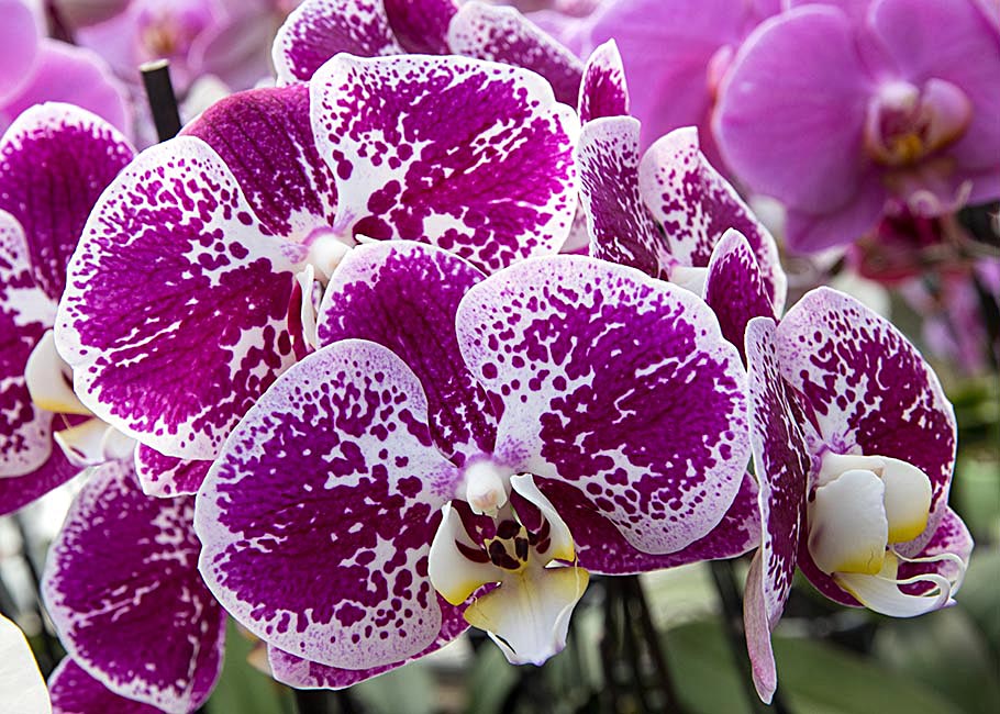 Spotty Orchids