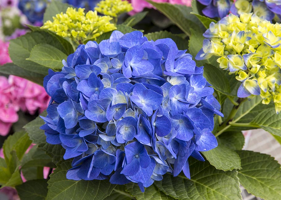 Blue Hydrangea