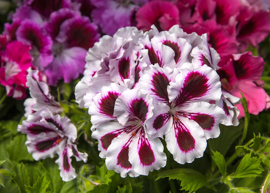 Martha Washington Geranium