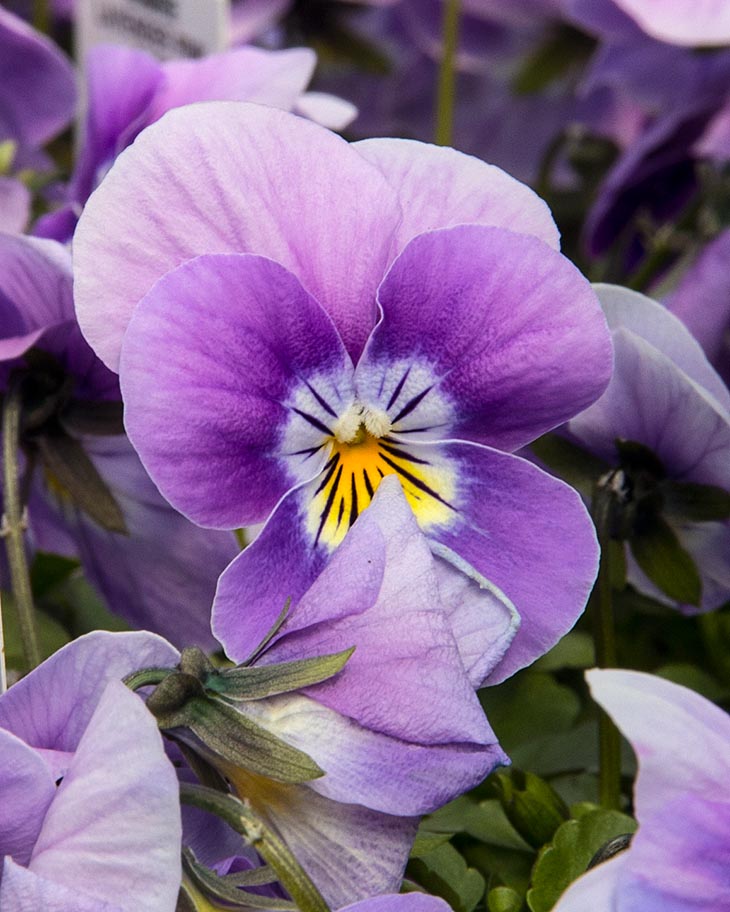 Pansy