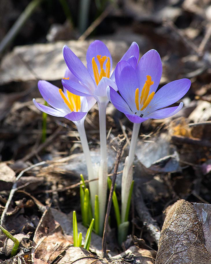the Very First Crocuses