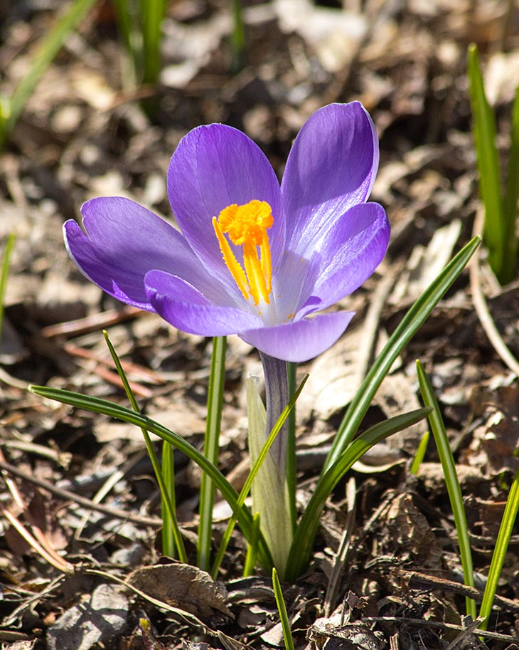 First Sign of Spring