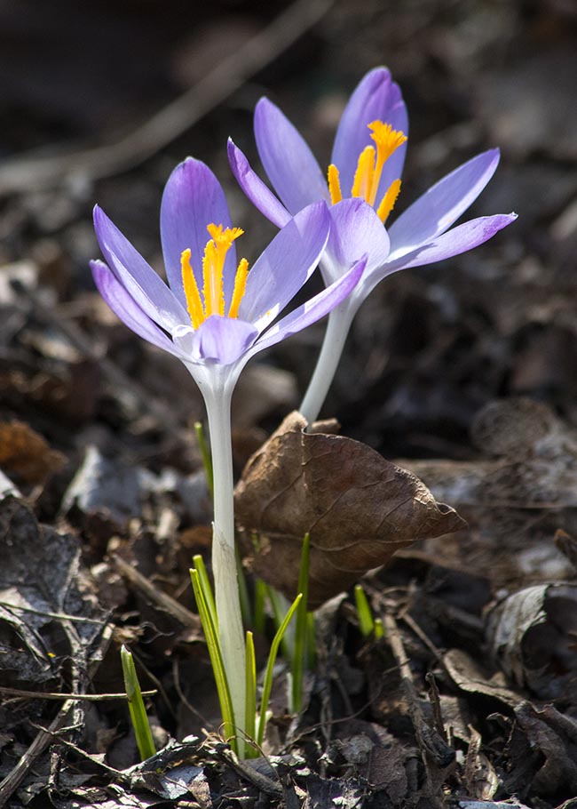 Crocuses in the Sun