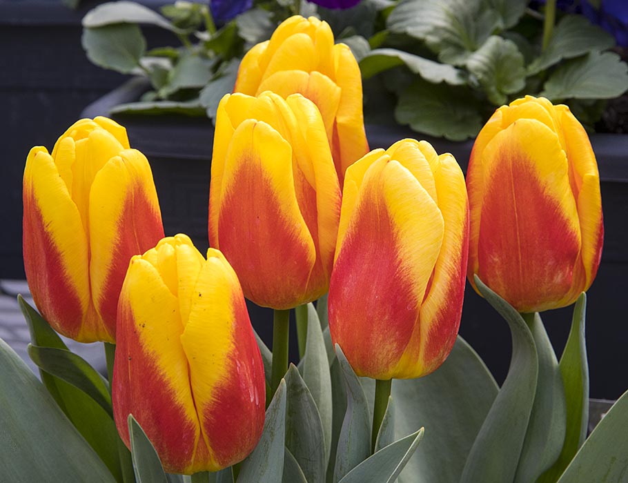 Cheery Tulips