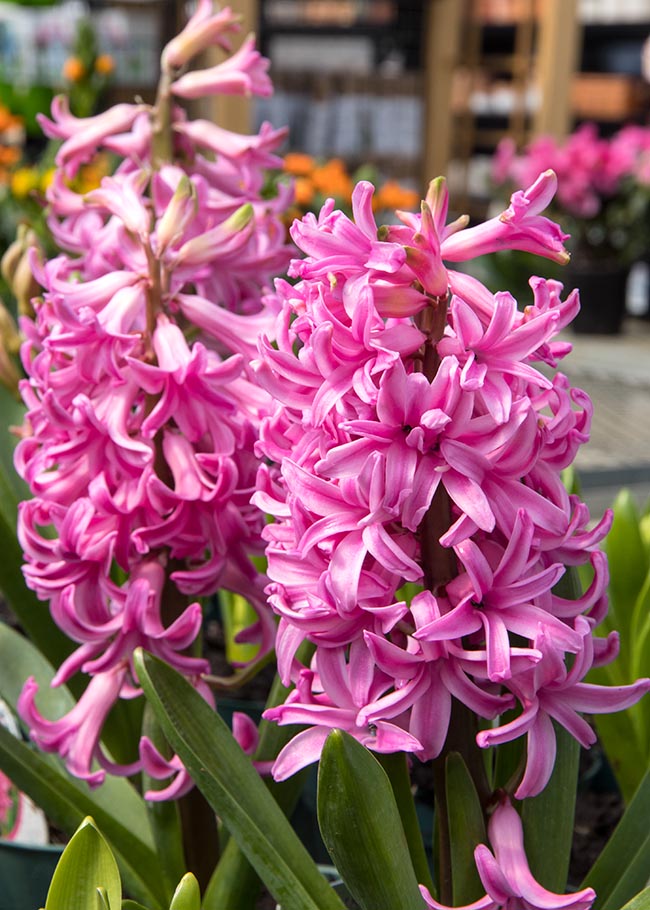 Sweet Smelling Hyacinths
