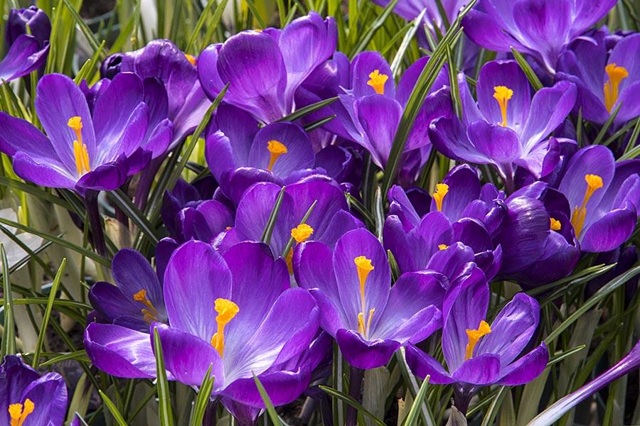 Crocuses in the Greenhouse