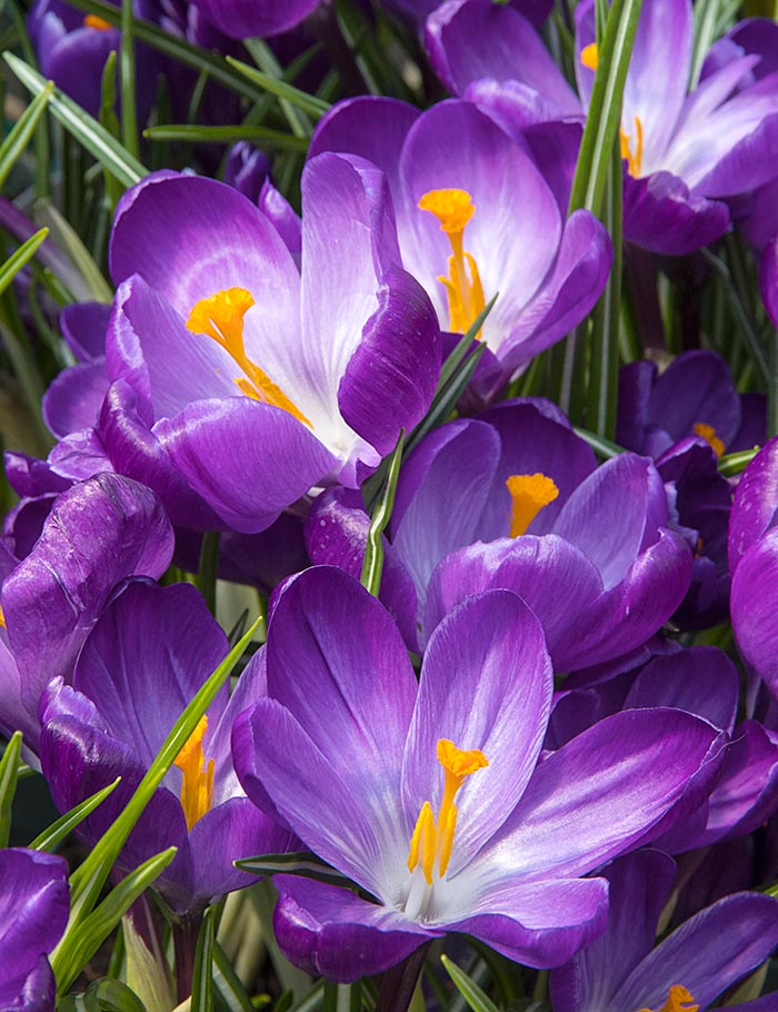 Crocuses