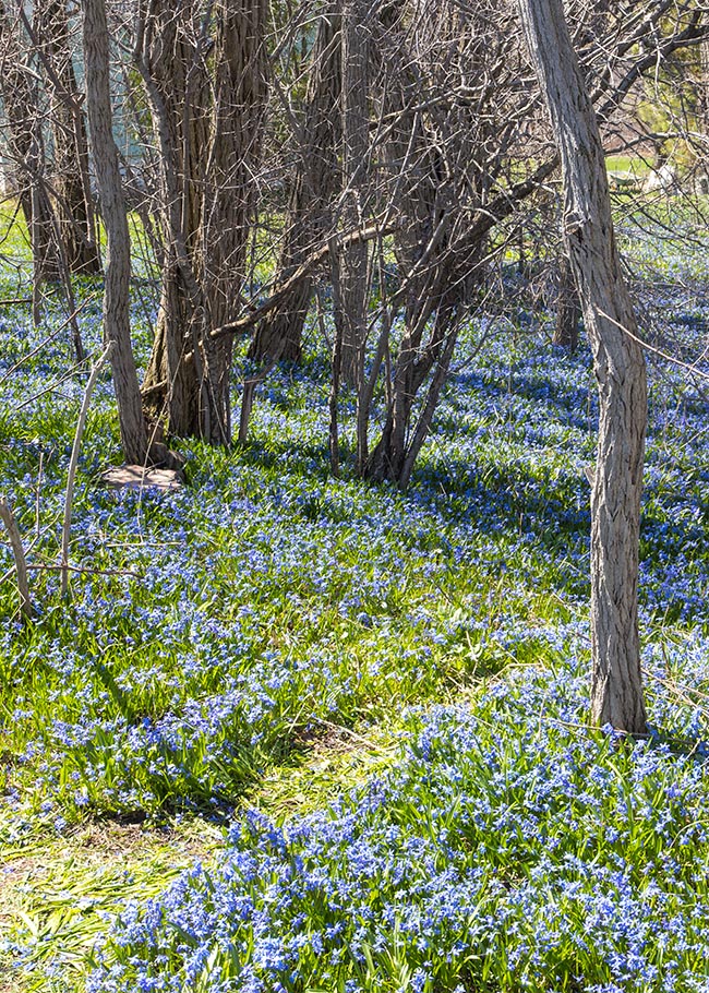 Path Into the Scillas