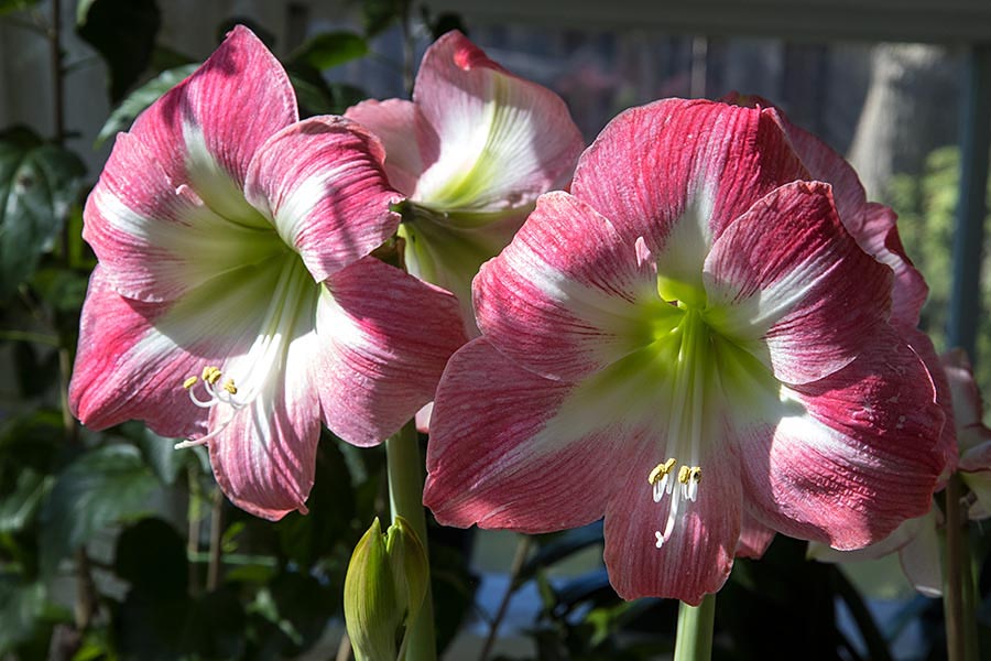 Amaryllis in the Sun
