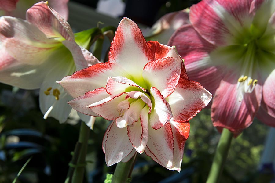 Couple Amaryllis