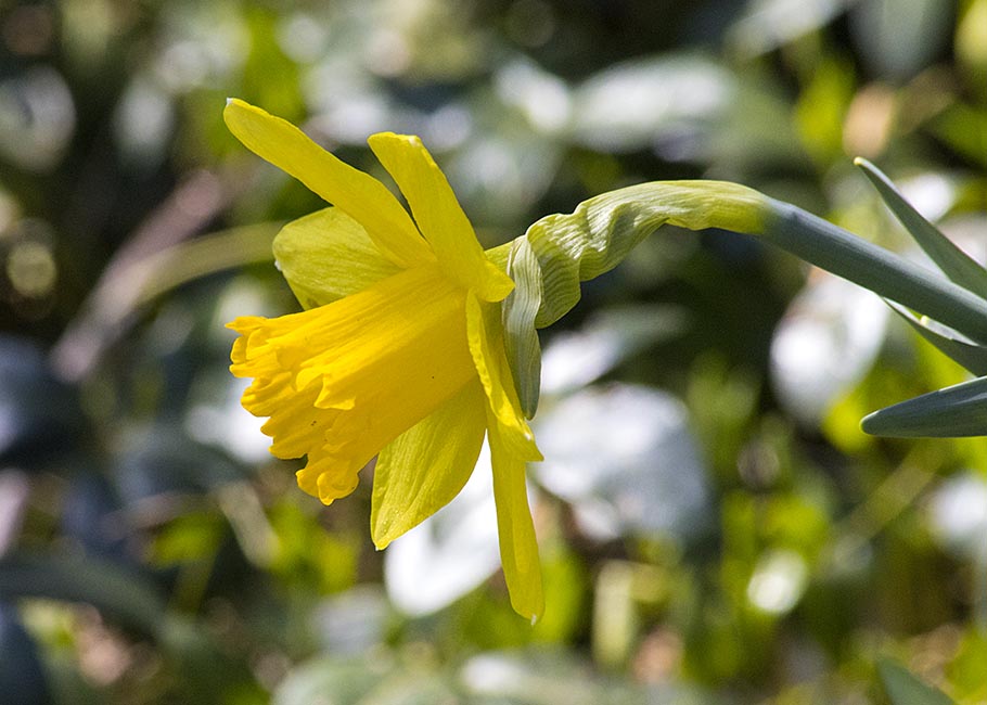 the First Daffodil