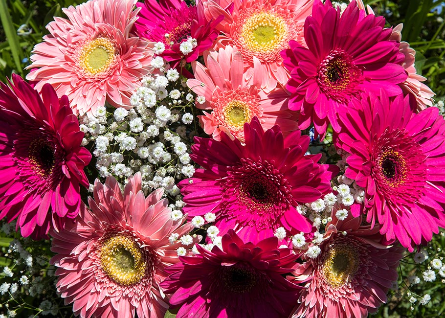 Gerbera Daisies from Jan