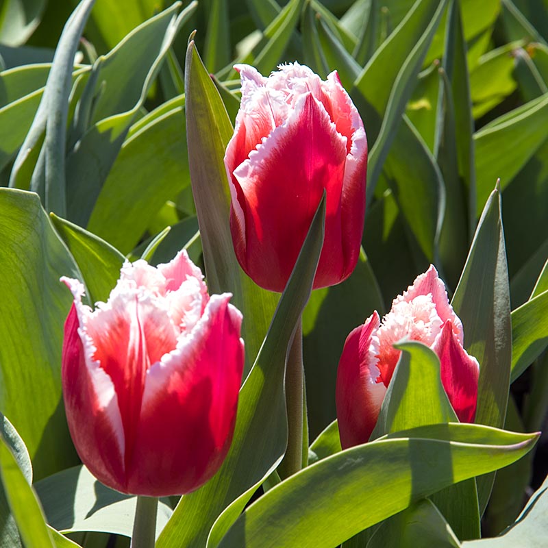Sunny Tulips