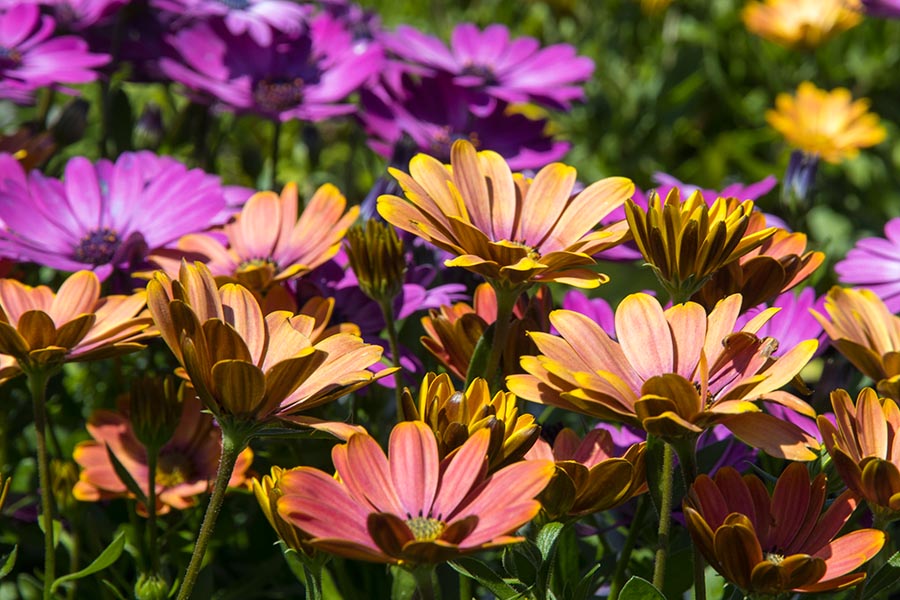 Colourful Daisies