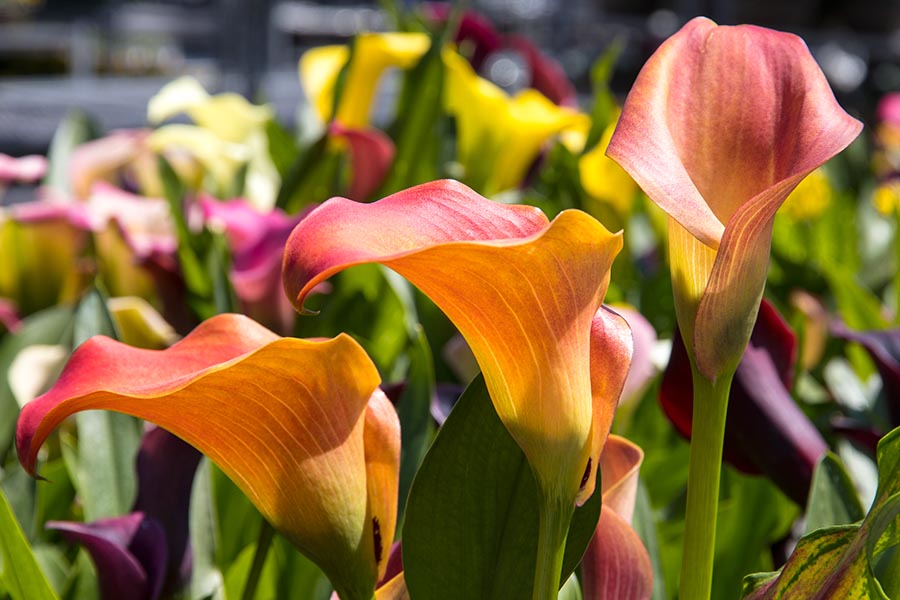 Orange Calla Lilies