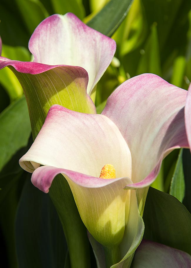 Calla Lilies