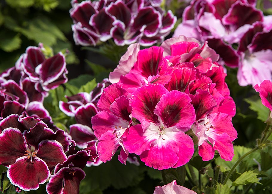Martha Washington Geraniums