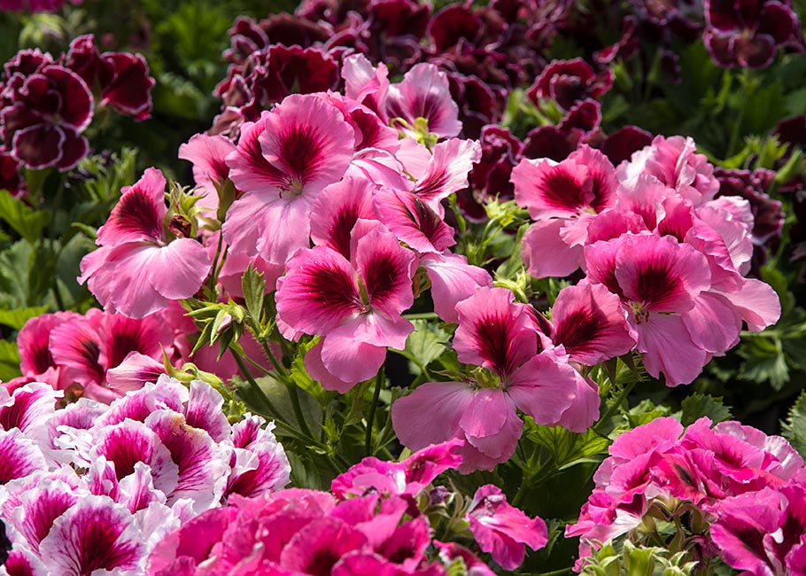 Pink Geraniums