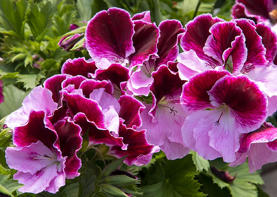 Beautiful Purple Geranium