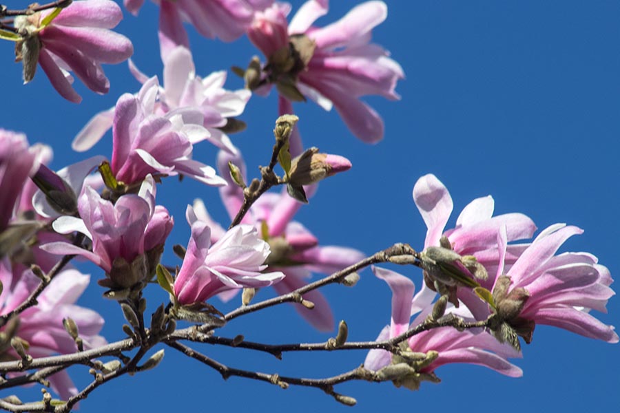 the Star Magnolia