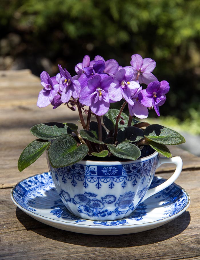 Teacup Violet