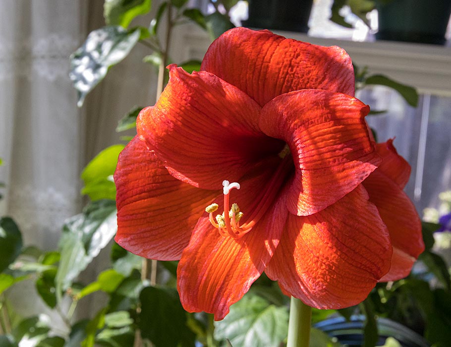 Red Amaryllis