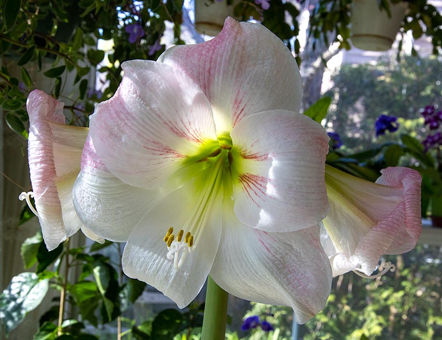 Apple Blossom Amaryllis