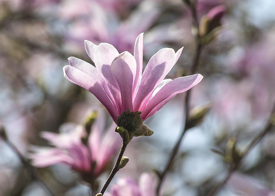 Star Magnolia 1
