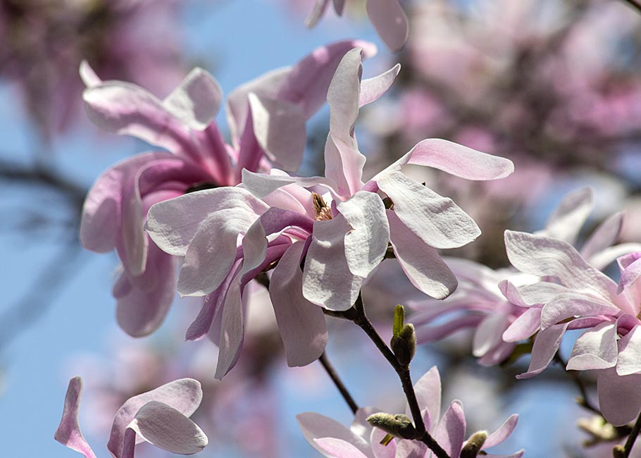 Star Magnolia 2