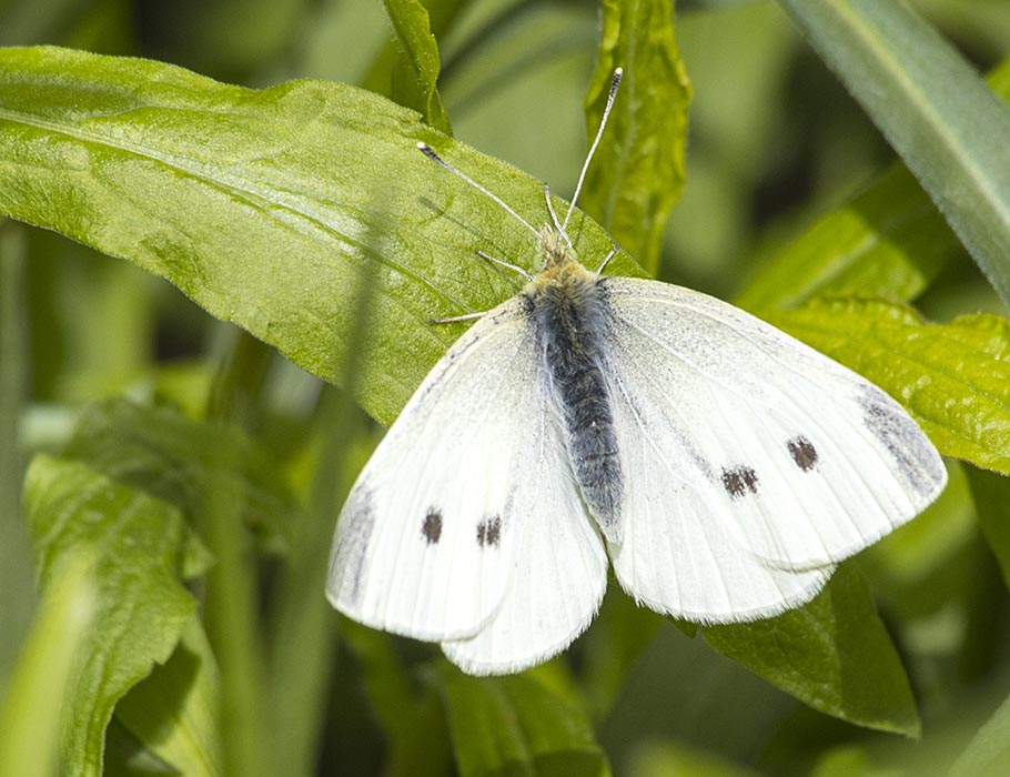 the First Butterfly