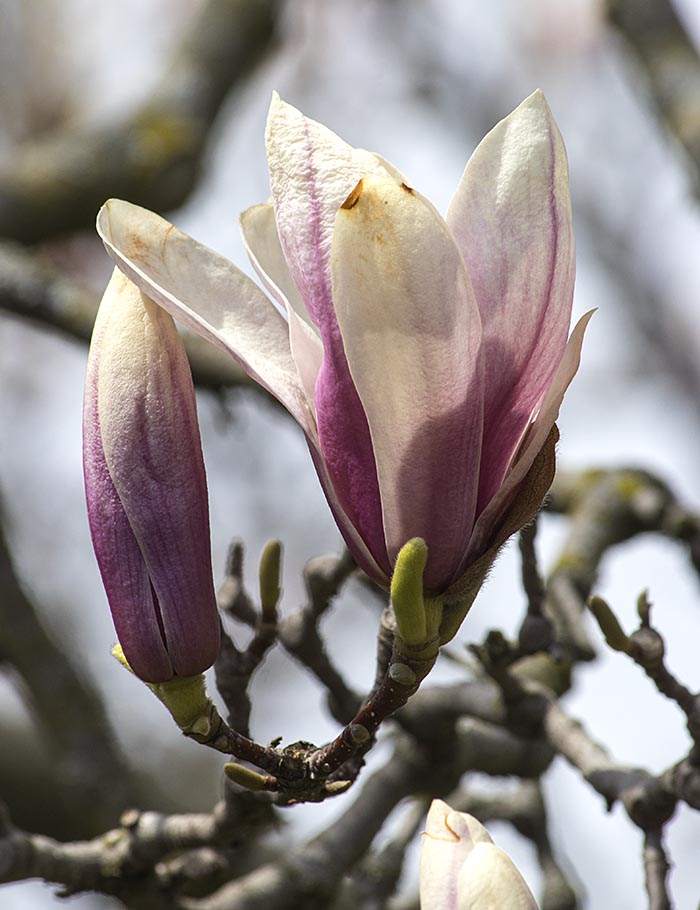 Saucer Magnolia Opening