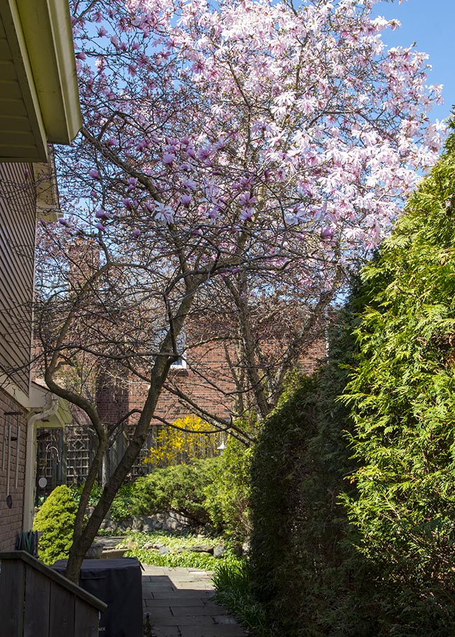 At the Side of the House