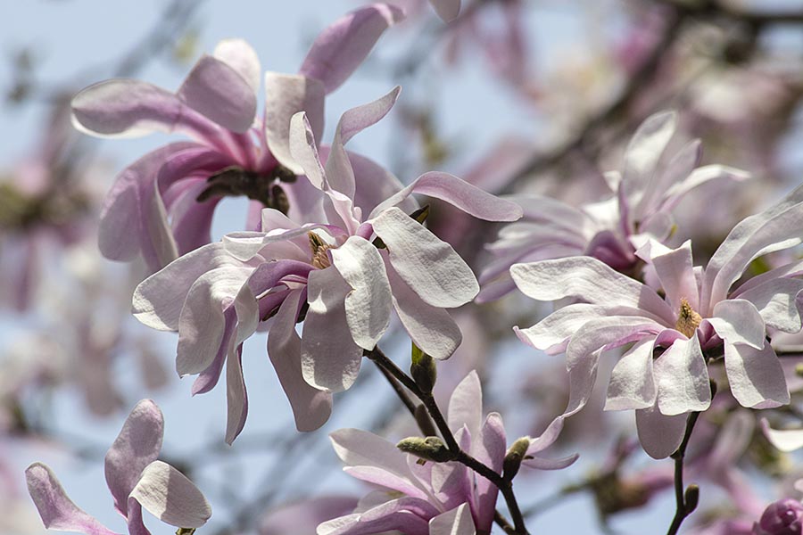 Star Magnolia 3