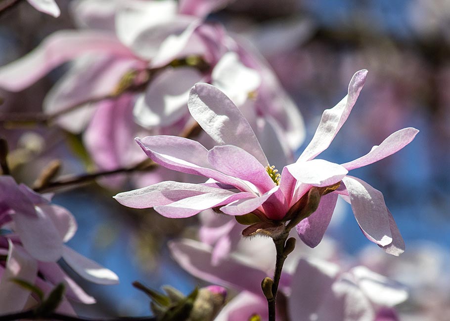 Star Magnolia 4