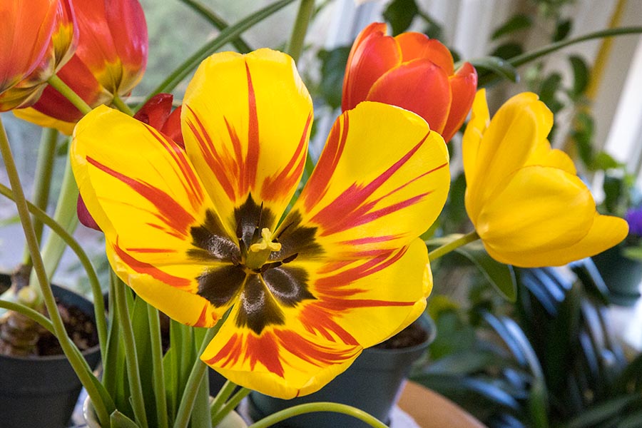 Tulips from the Side Yard