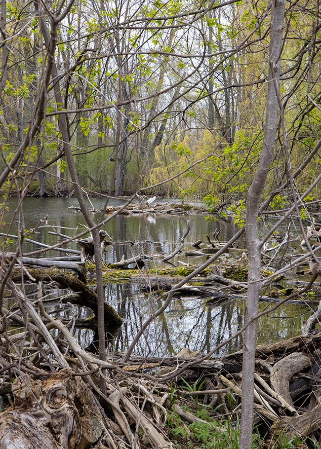 Untouched Nature