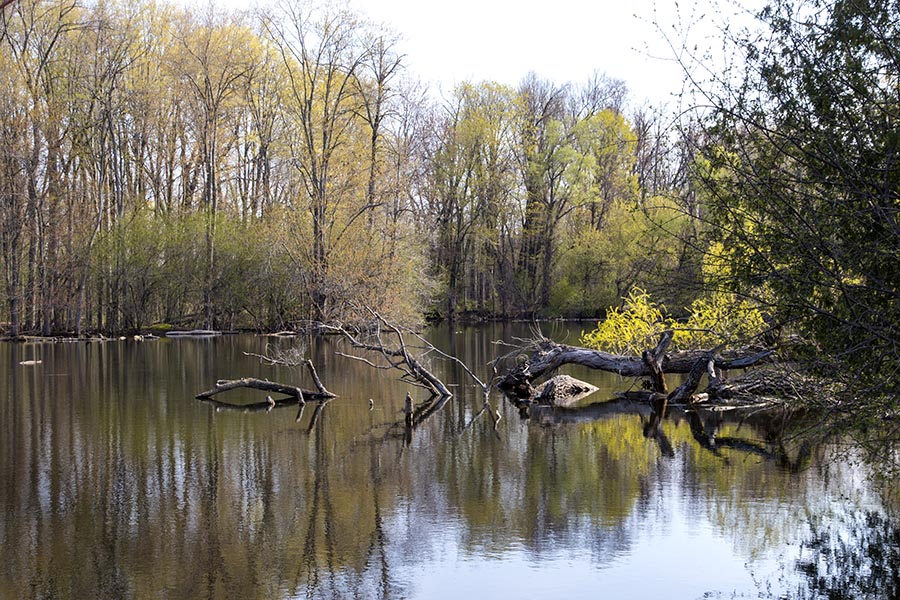 Pond reflection