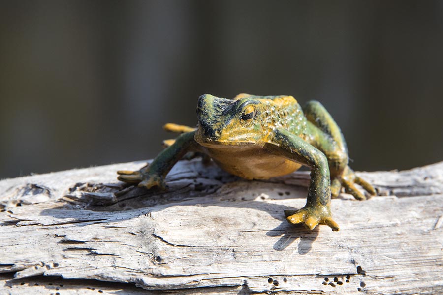 Frog on a Log
