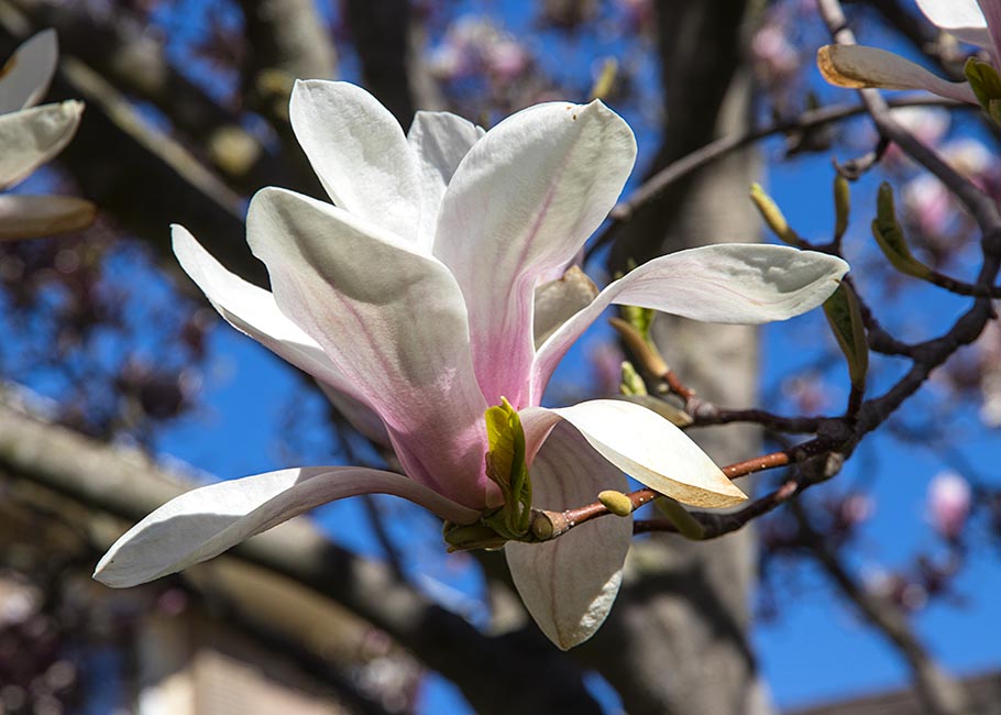 Saucer Magnolia Blossom