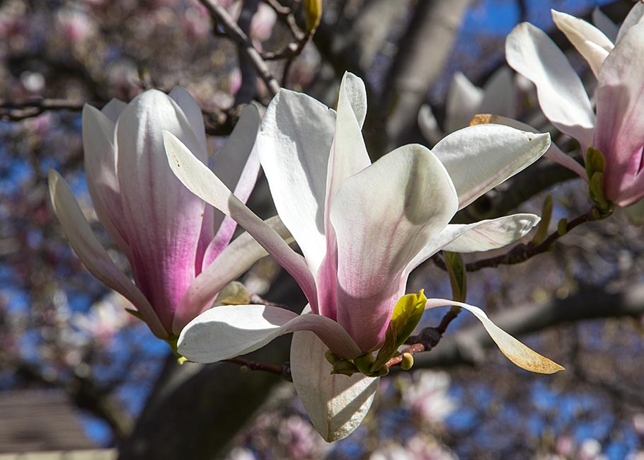 More Magnolia Flowers