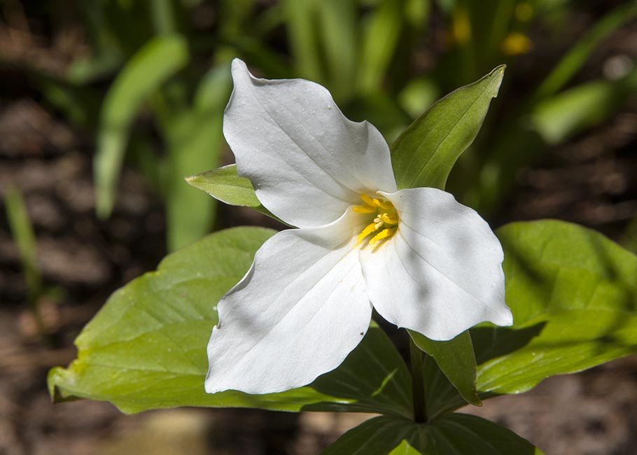 Backyard Trillium
