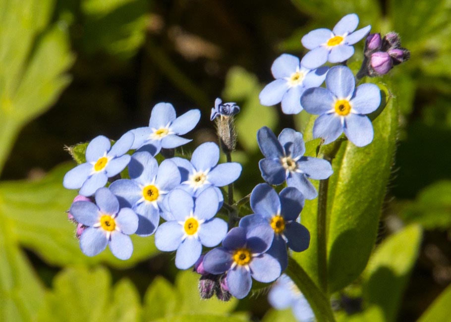 Forget Me Nots