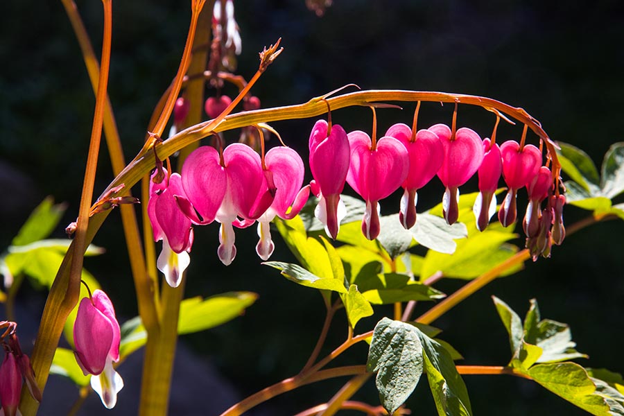Bleeding Hearts