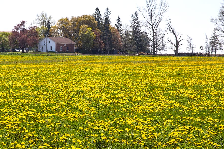 Golden Fields