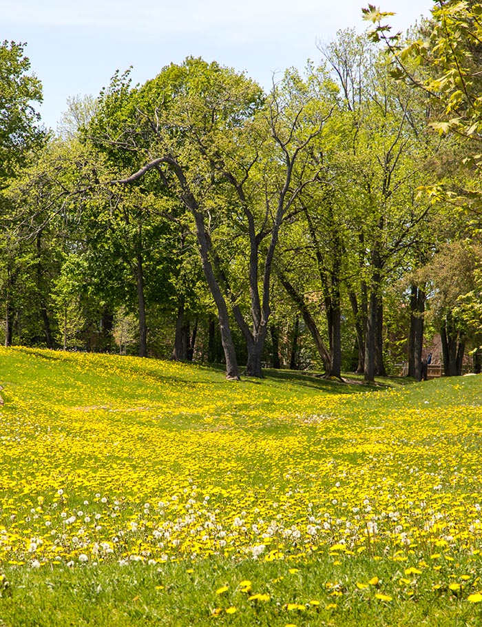 the Park