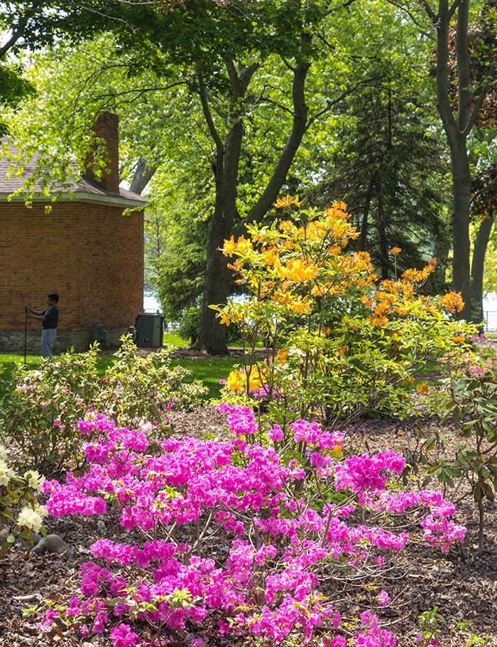 Azaleas
