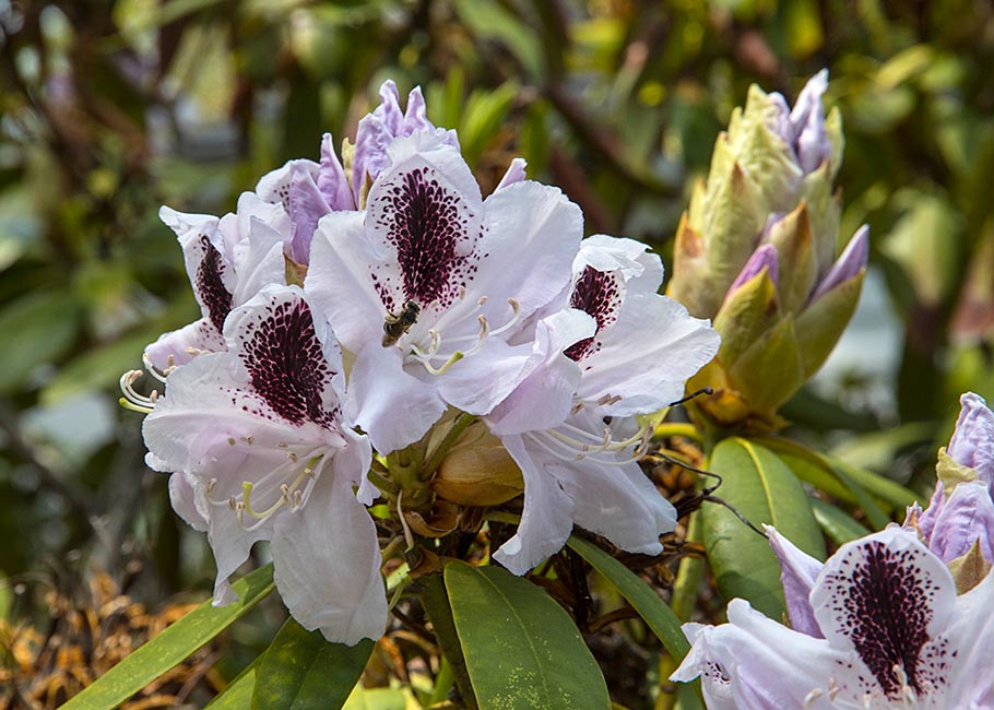 Rhododendron