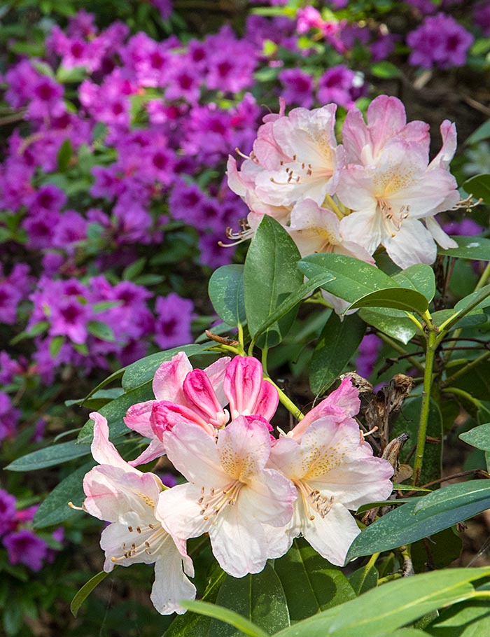 Rhododendron Blossoms