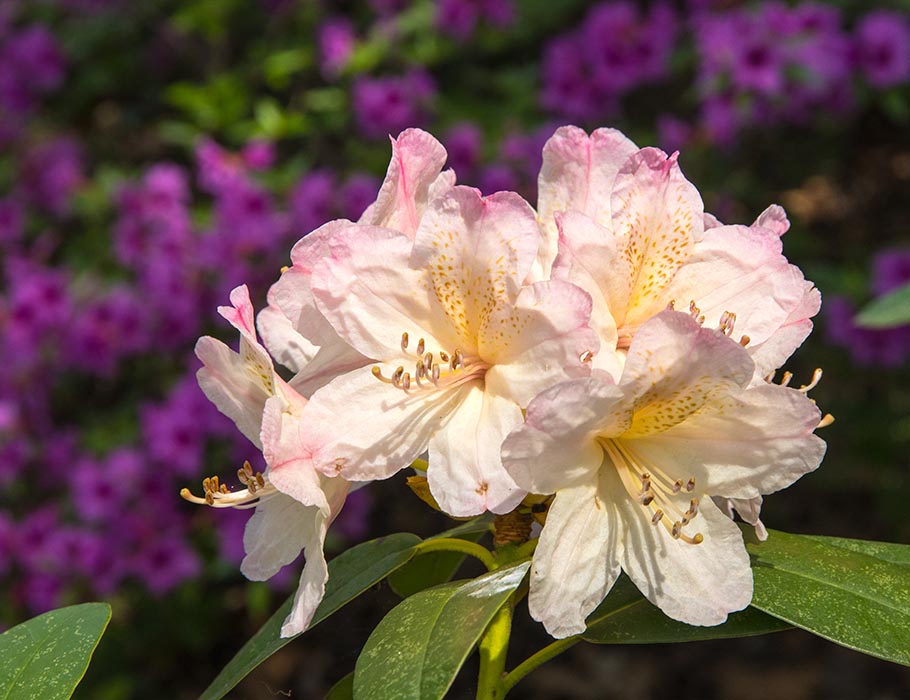 Another Rhododendron