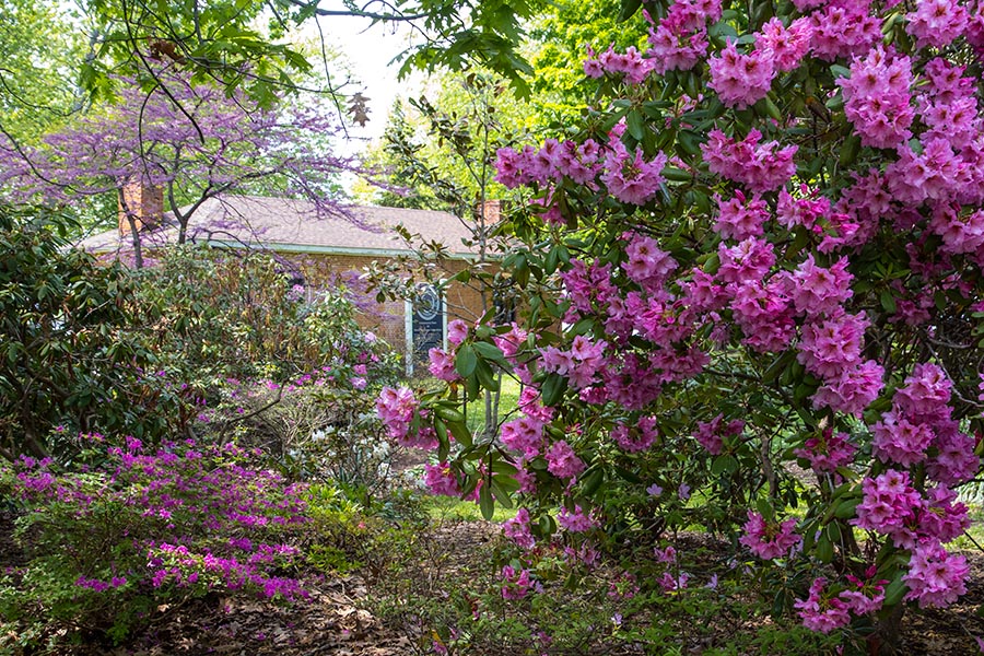 Hidden in the Blossoms